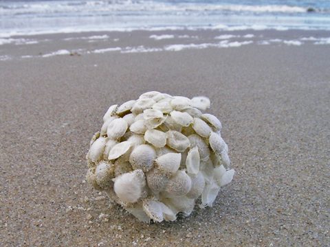 Wulkeneikapsel op het strand