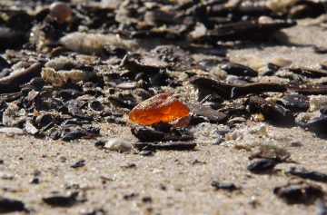 Barnsteen op het strand (© Foto Fitis)