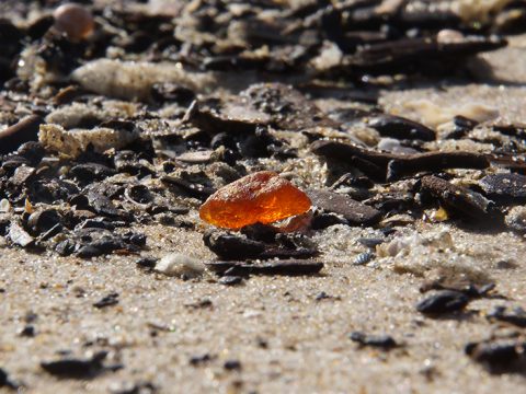 Barnsteen op het strand (© Foto Fitis)