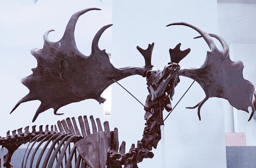 Fossiel skelet van reuzenhert in het National Museum of Natural History (J.M. Luijt)