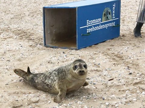 Zeehonden terug naar zee