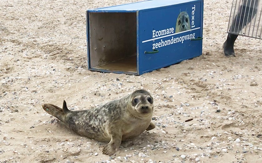 Zeehonden terug naar zee