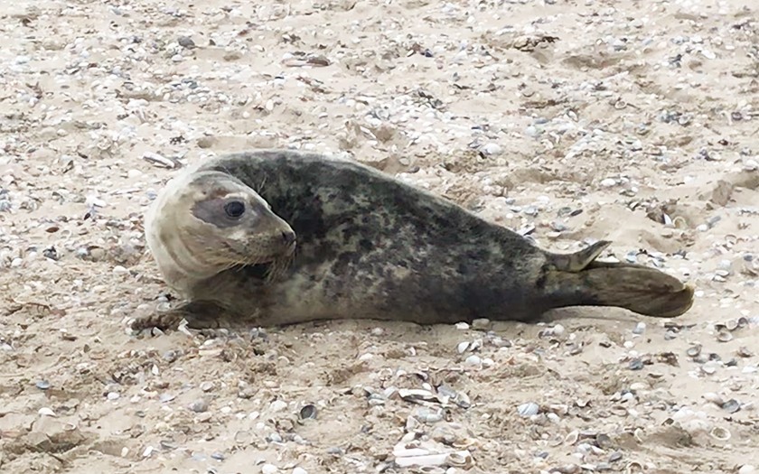 Zeehond terug naar zee