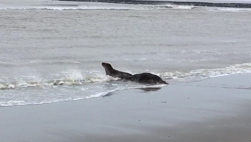 Zeehonden terug naar zee
