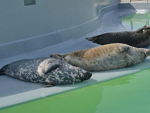 Grijze zeehonden op de kant