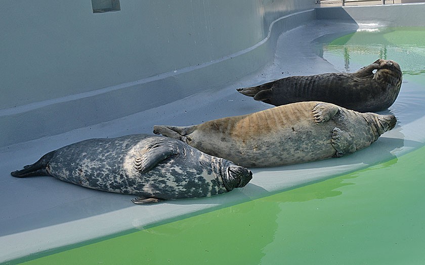 Grijze zeehonden op de kant