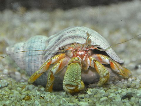 Grote heremietkreeft in wulkenhuis