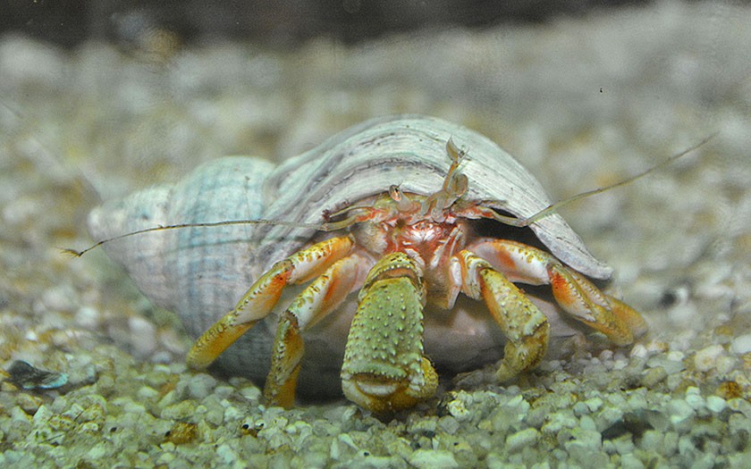 Grote heremietkreeft in wulkenhuis