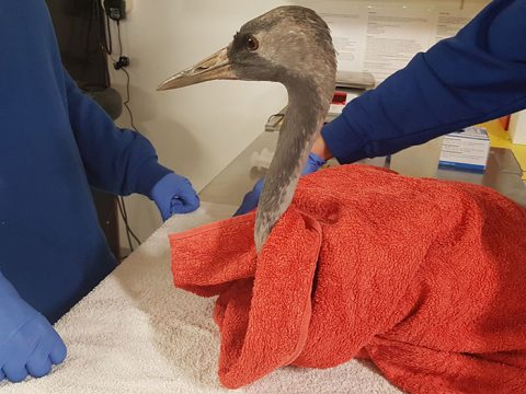 Kraanvogel gewikkeld in handdoek