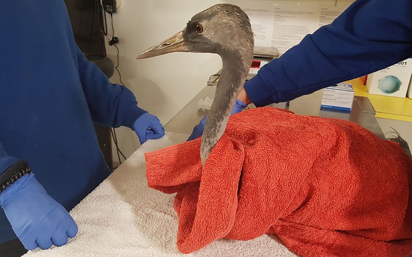 Kraanvogel gewikkeld in handdoek