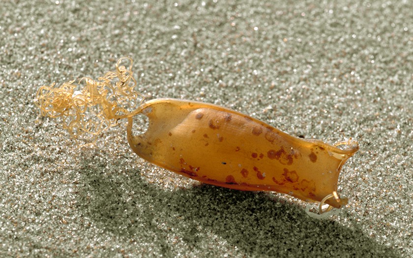 Haaieneikapsel op het strand