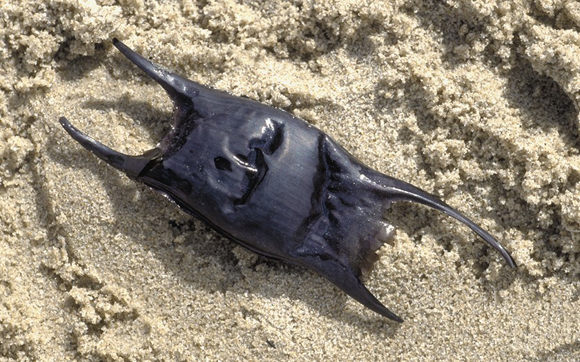 Roggeneikapsel op het strand