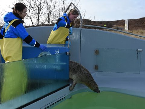 Verhuizing zeehond