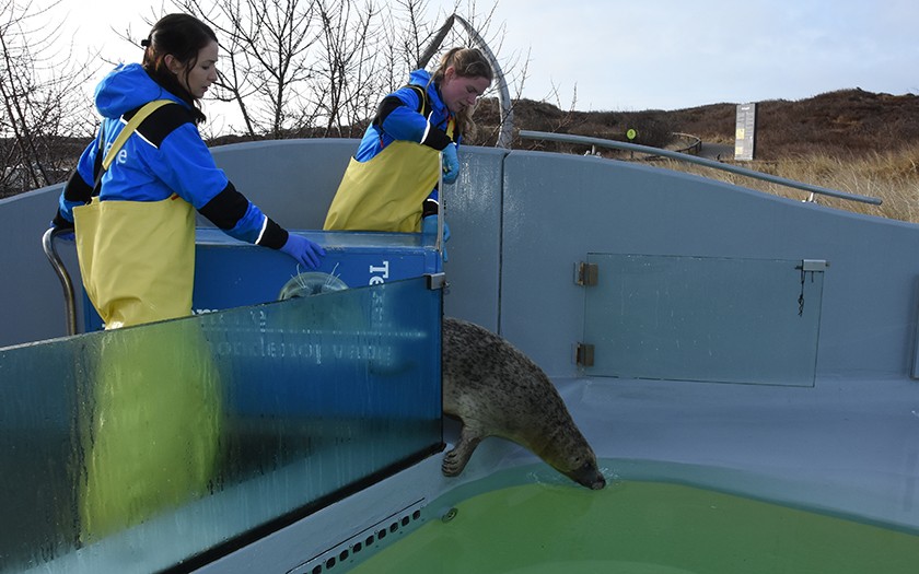 Verhuizing zeehond