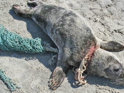 Grijze zeehond met visnet om zijn nek op het strand