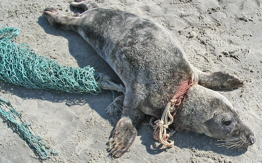 Grijze zeehond met visnet om zijn nek op het strand