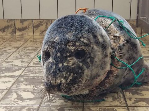 Zeehond verstrikt in visnet