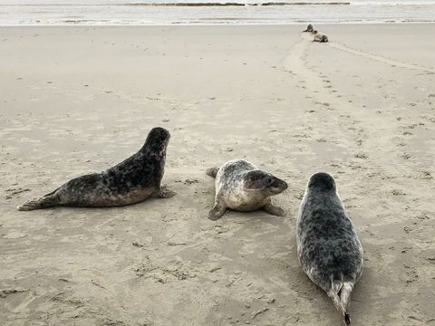 De gewone zeehonden lagen ver voor op de grijze