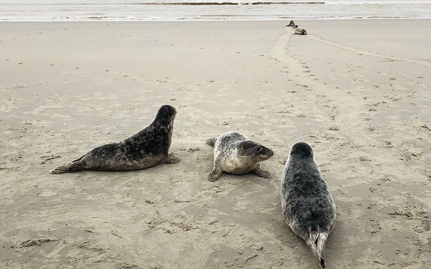 De gewone zeehonden lagen ver voor op de grijze