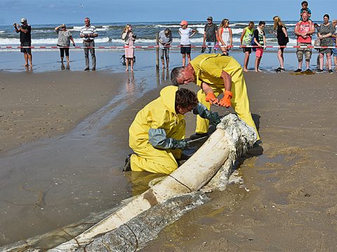 Mannen ontleden walviskaak op het strand