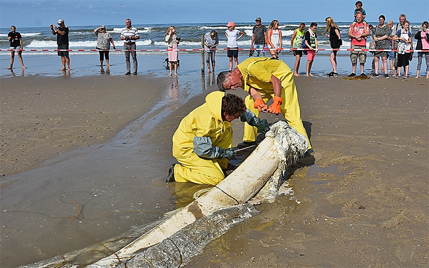 Mannen ontleden walviskaak op het strand