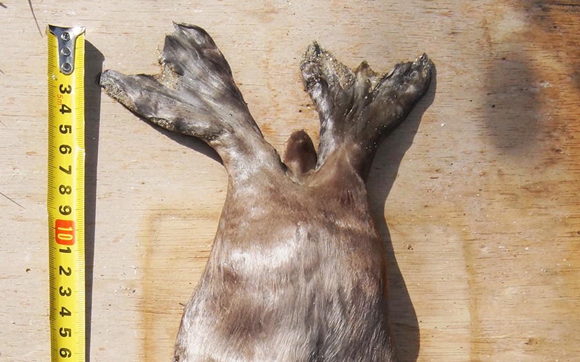 De aangespoelde zeehondenfoetus (© Foto fitis, Sytske Dijksen)