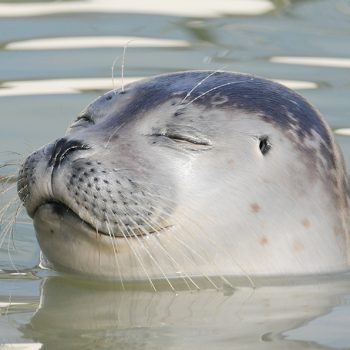 Zeehond bij Ecomare