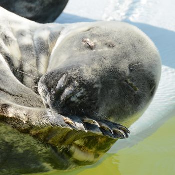 Grijze zeehond bij Ecomare