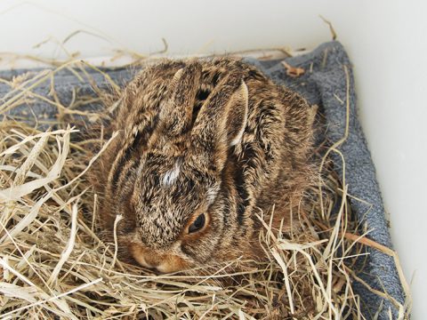 Haasje in de opvang bij Ecomare