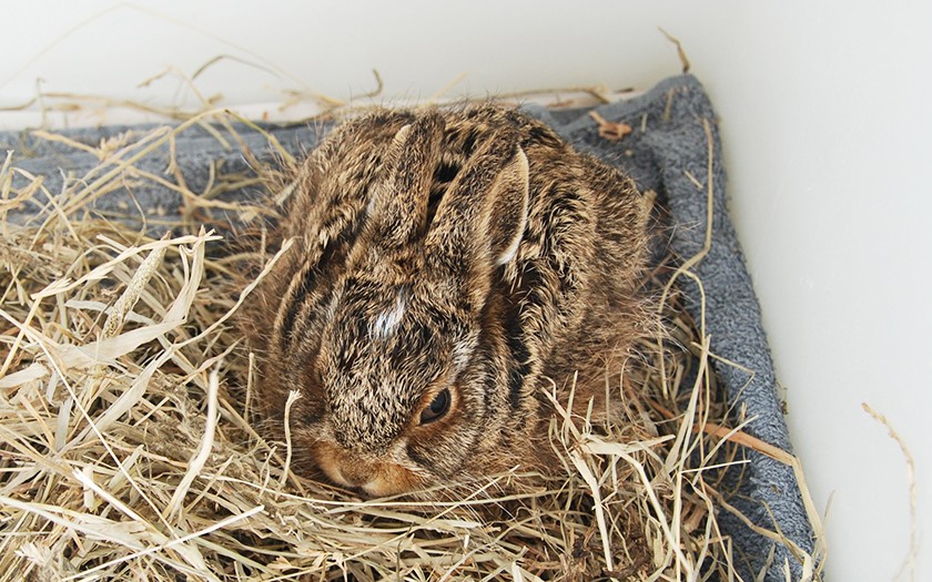 Haasje in de opvang bij Ecomare