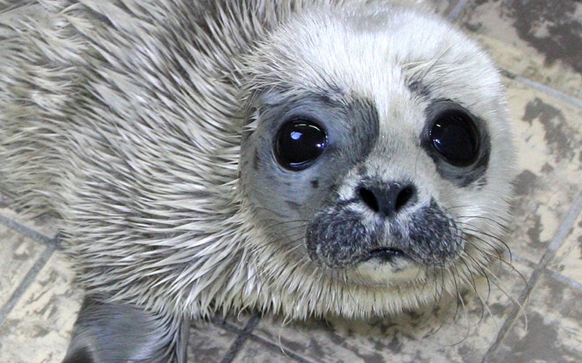 Zeehond helga, een te vroeg geboren zeehond uit 2010