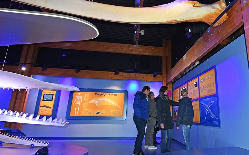 Bezoekers bekijken de mini-expositie over de gewone vinvis in de Walviszaal