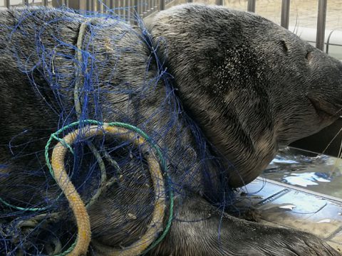 Grijze zeehond Co met net om nek