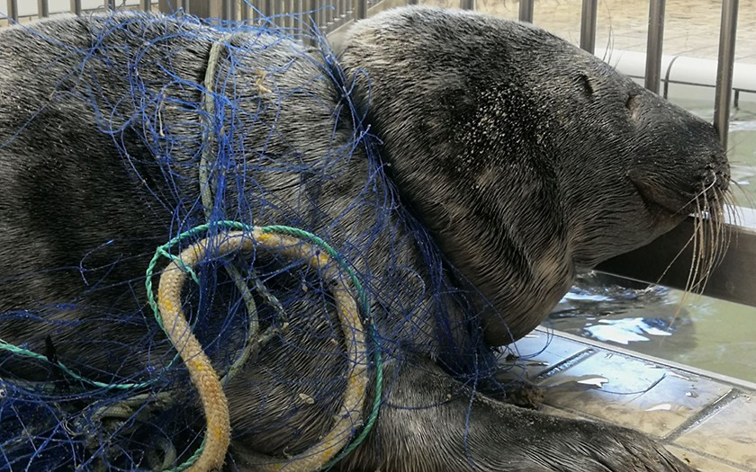 Grijze zeehond Co met net om nek