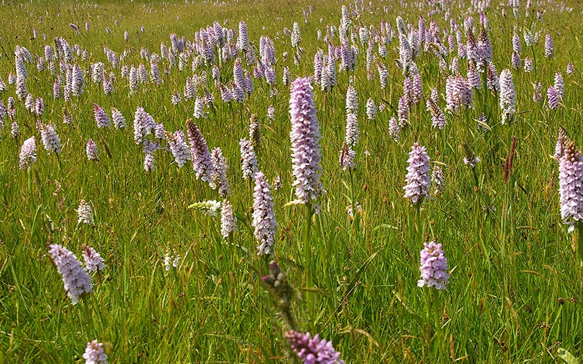 Orchideeen in het Alloo bij Ecomare