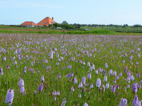 Orchideeen in het Alloo bij Ecomare