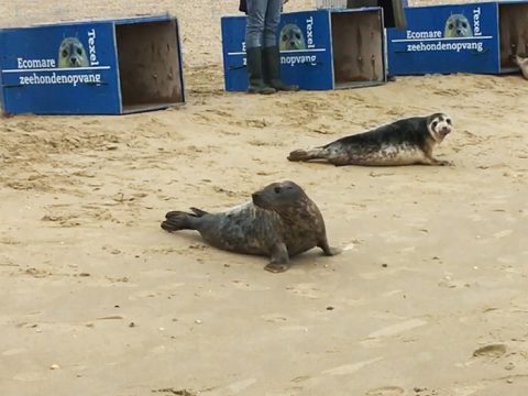 Zeehonden terug naar zee - Ecomare