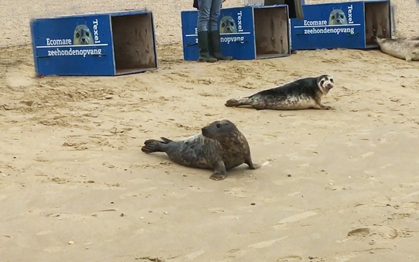 Zeehonden terug naar zee - Ecomare