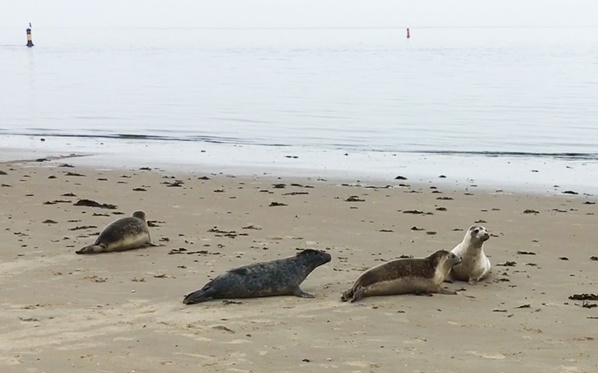 Zeehonden terug naar zee - Ecomare