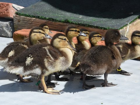 Zeven kleine wilde eendjes en een kuifeendje in de opvang