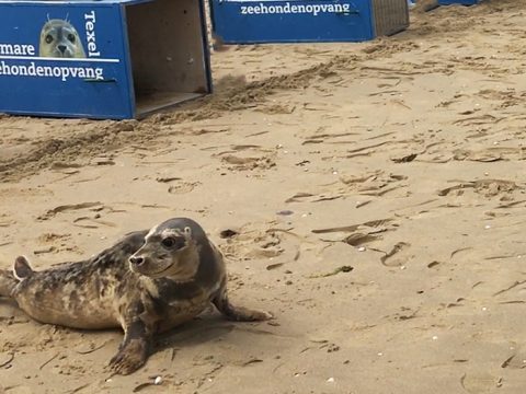 Zeehonden terug naar zee