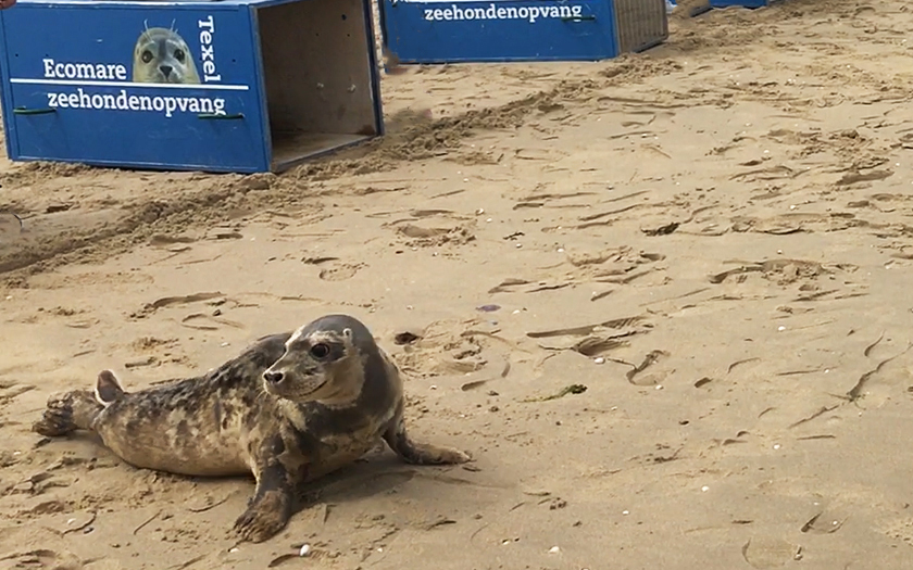 Zeehonden terug naar zee