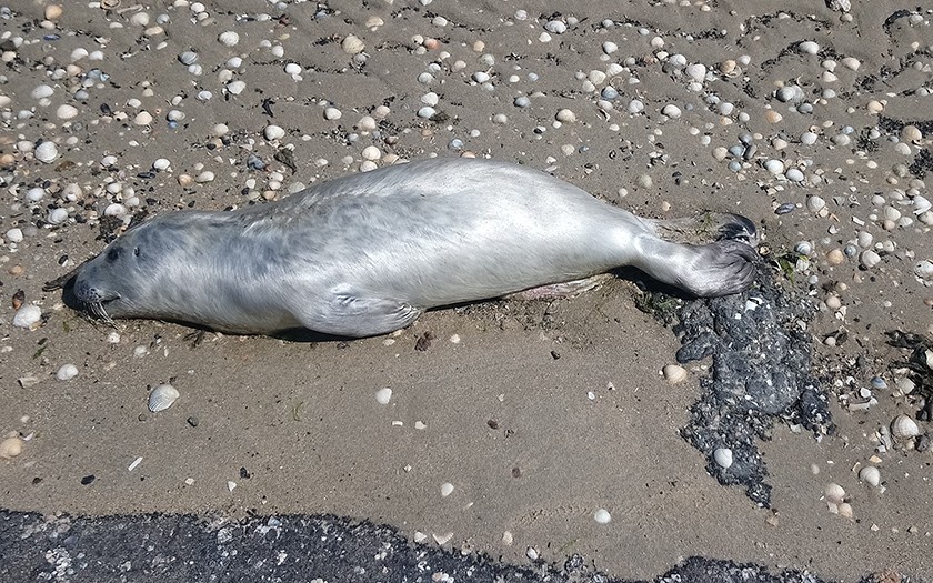 Dood gevonden te vroeg geboren zeehondenpup