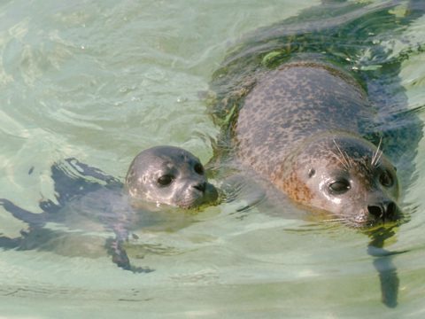 Zeehond met jong in water