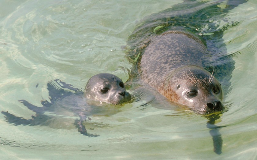 Zeehond met jong in water