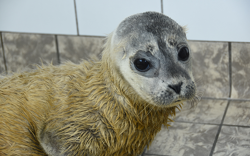 Jong te voeg geboren zeehondje; haren op kop uitgevallen