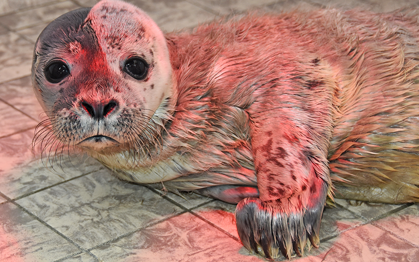 Zeehond Hermann in de opvang bij Ecomare