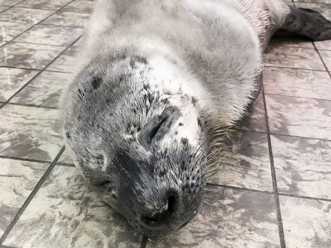 Zeehond Hermann in de opvang van Ecomare