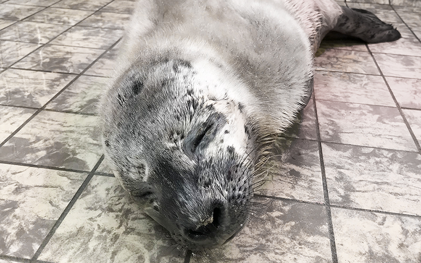 Zeehond Hermann in de opvang van Ecomare