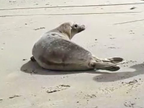 Zeehond Lana terug naar zee
